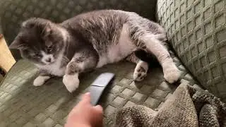 18 Yr. Old MollyCat Playing With The TV Remote 💙