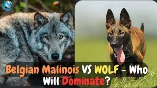 Belgian Malinois VS WOLF - Who Will Dominate?