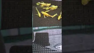 C&aacute; 7 m&agrave;u Full Gold Full option: Tai bơi bướm, Ribbon, Fin C