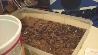 How to Raise Mealworms Re-visited