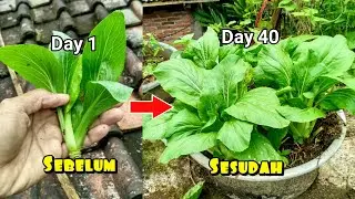 Cara menanam pakcoy dari bonggol mudah cepat panen || how to grow pakchoy from the tree