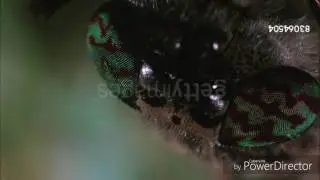 Stephen Hillenburg stop motion wormy close up WideScreen version