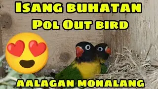 Pol Out bird  dami at ganda ng cage Isang buhatan nlang panalo