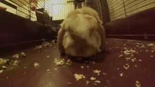GoPro 3 Silver test footage