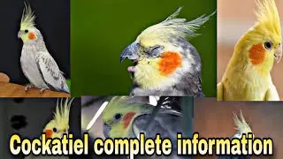 cockatiel bird breeding tips | cockatiel male and female | cockatiel complete information
