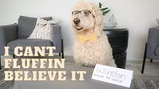 Is a Bark Box really worth it?