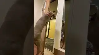 Hilarious, Smart Dog Opens Door By Himself!