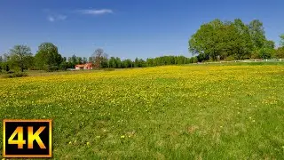 Relaxing nature walk on the island of helg&ouml; in Sweden - 4K Slow TV