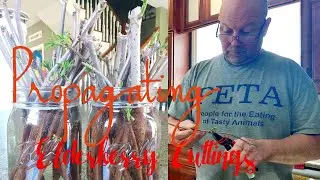 HOW TO PROPAGATE ELDERBERRY CUTTINGS//THE MILLERS WAY