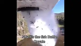 STFU it's the fish Battle Royale