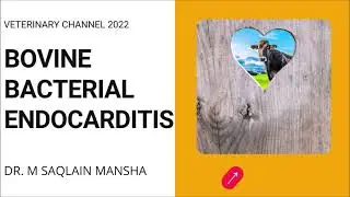 Large Animal Medicine: Bovine Bacterial Endocarditis