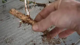 Why we dont over water hops rhizomes early