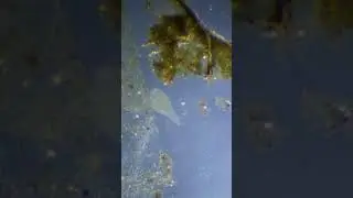 Whispers of Motion in the Micro Realm 🌫️ #microscope #scientificjourney #aquarium