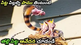 Mother Bird Crying After Her Baby Attacked By a Snake