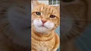 lonely! #cats #funny #silliness