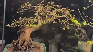Chiêm Ngưỡng Loi Mai đẹp Chợ Hoa Xuân