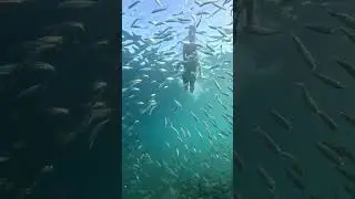 Sardines Run at Moalboal, Cebu - a must try activity #moalboal  #sardines #cebu
