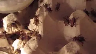 Малыши Двупятнистого сверчка (Gryllus bimaculatus) в 