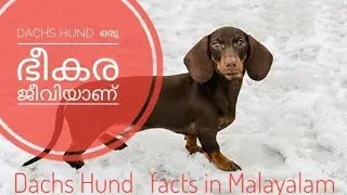 Dachs Hund (dash hound) MALAYALAM facts