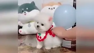 Try Not to Laugh: Funny Dog Moments Compilation! #39