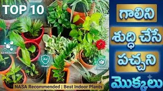 Oxygen Plants for Home|Indoor Oxygen Plant|Oxygen giving Plant| Oxygen giving Indoor Plants at Night