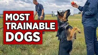 TOP 10 MOST TRAINABLE DOG BREEDS YOU MIGHT NOT EXPECT 😵