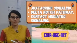 Juxtacrine Signaling || Delta Notch Pathway