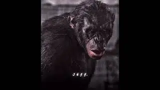 KOBA APES EDIT | 