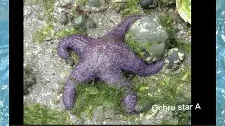 Starfish / sea stars species and relatives