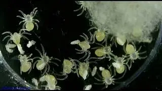 Triangulosa - 5 days in 15 minutes - evolution #Timelapse - eggs to hatch to spider