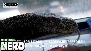 Croc Monitor Lizard Up Close and Personal! - Scales, Tongue Flicks and Eyes
