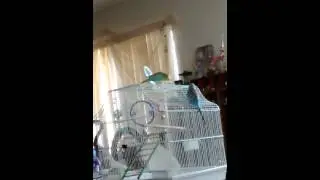 Gay birds