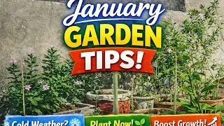&ldquo;January Rooftop Gardening Tips 2026 &ndash; Flower, Vegetable & Succulent Care for Winter&rdquo;