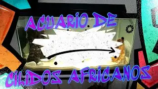 MONTANDO ACUARIO DE CICLIDOS AFRICANOS - NOWELLSON