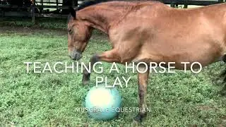 Teaching a horse to play chase a ball bag or toy clicker training