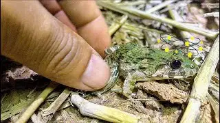 Boing boing Catching frogs  / Funny frog make laugh haha