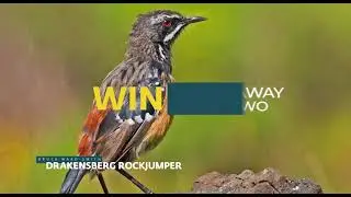 Win with BirdLife South Africa & Witsieshoek Mountain Lodge