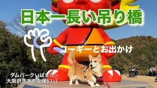【ダムパークいばきた】（日本一長い吊り橋）に行って来ました。＃コーギー＃琥珀＃ダムパークいばきた＃日本一長い吊り橋＃つり橋