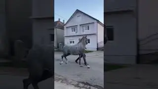 Dragoljub Kovacevic-Bonadea