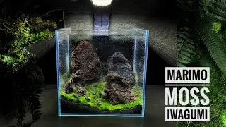 Marimo Moss Lava Rock Mountains Build 🪨
