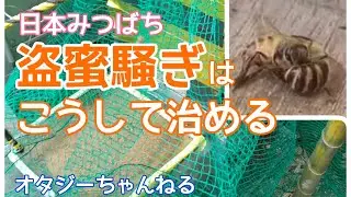 日本みつばち ９番巣箱 盗蜜騒ぎはこうして治める
