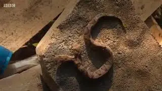 Rare double headed snake found in garden in Virginia