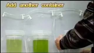 Cultivate microalgae (can feed fish fry or artemia )