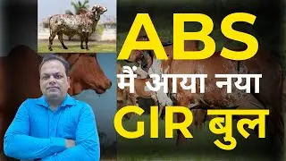 ABS Gir Bull Shiva, Raj Semen | ABS New Bulls List, Results, Semen Details | Best Gir Bulls in India