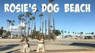 Rosie's Dog Beach | Long Beach California Los Angeles County