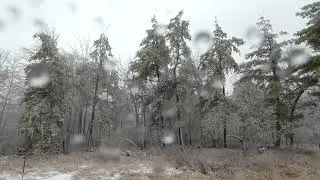 Ice Storm 3-30-2025 | Sounds of Cracking Tree Branches