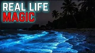 These Glowing Beaches Prove Magic Is Real