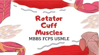 Rotator Cuff Muscles | Anatomy, Functions & Clinical Importance | MBBS &bull; FCPS &bull; USMLE