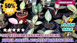 TOP SELLER TERBAIK AGLONEMA DENGAN HARGA SPESIAL KUALITAS BINTANG LIMA. ADA PAKETAN JUGA. Eps 1577