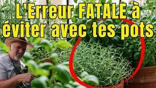 Hiverner ses Plantes en Pot (Basilic, Verveine) La Seule Technique Vraiment Efficace pour les Sauver